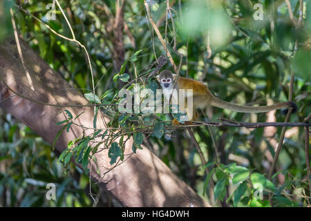 Adult common squirrel monkey (Saimiri sciureus), in the Pacaya-Samiria Nature Reserve, Loreto, Peru, South America Stock Photo