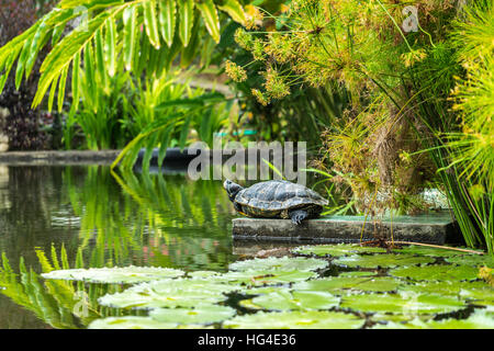 Turtle sunbathing on a rock in a pond, Lombok, Indonesia. Stock Photo