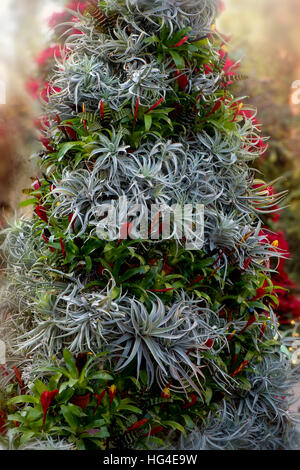 Christmas Tree made from winter plants and succulents, image taken against a soft background Stock Photo