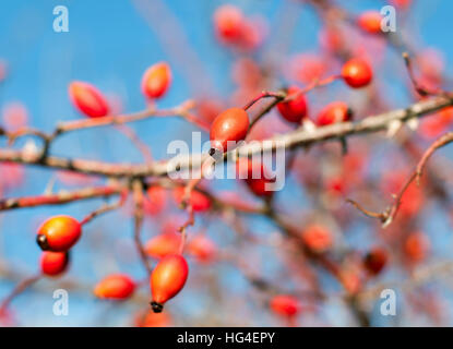 Close up of red rose hips fruit Stock Photo