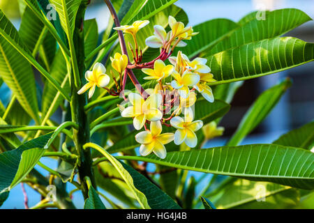 Plumeria Frangipini Blossoms Flowers Sea of Galilee Israel.  Used to make flower leis in Hawaii Stock Photo