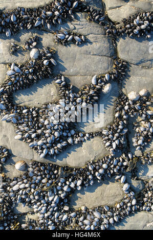 Clumps of edible blue mussels and common limpets attached to rock in the intertidal zone at Polventon or Mother Ivey's bay, Cornwall, England, UK