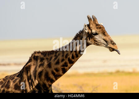 giraffe sticking out its tongue in public Stock Photo