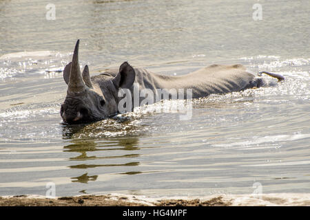 rhino bathing at the waterhole Stock Photo