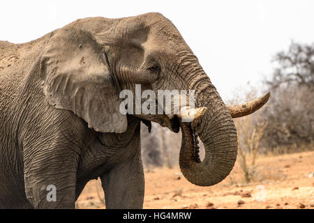 Close up of the face of a bull elephant Stock Photo