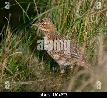 Meadow Pipit in marsh land at Marazion Cornwall Stock Photo