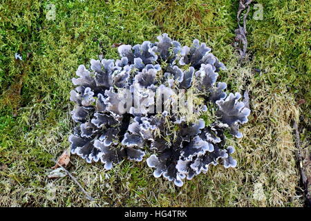 Dog lichen, Peltigera canina , on green moss background Stock Photo