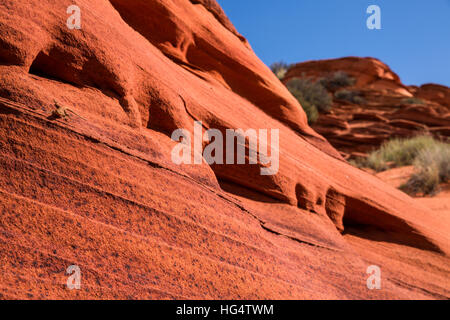 In this classic desert scene in Coyote Buttes of hte Utah Arizona border, a small lizard rests in the sunshine on a red sandstone rock face looking to Stock Photo