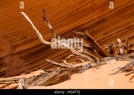 Roots of a dead juniper tree rest in a small sand dune in Northern Arizona. in the background is a shaded cliff of many layers of sandstone creating p Stock Photo