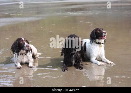 Working type English springer and cocker spaniels on a beach Stock Photo