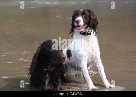 Working type English springer and cocker spaniels on a beach Stock Photo