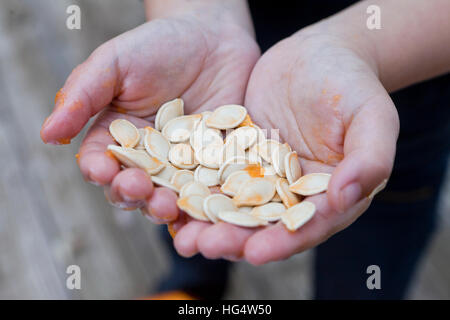 Child holding pumpkin seeds in hands - USA Stock Photo