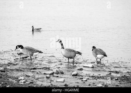 The wild geese on the lake in daylight Stock Photo