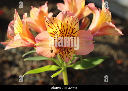 Close up of yellow and pink flowers in garden Stock Photo