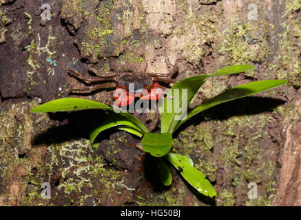 Forest Crab or Tree climbing Crab (Malagasya antongilensis) in natural habitat Masoala National Park, Madagascar wildlife and wilderness Stock Photo