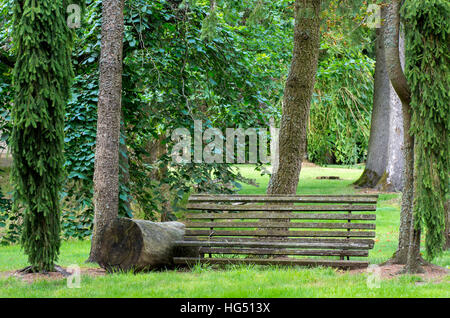 Old bench pictured among large trees in back Stock Photo