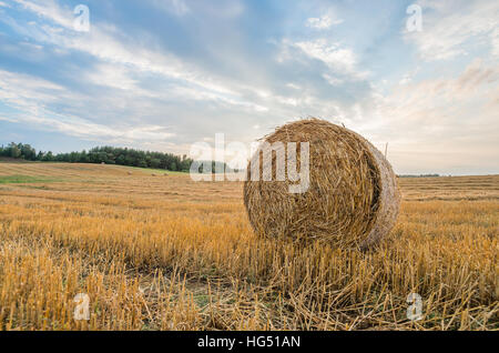 Bale of straw in the middle of meadows Stock Photo