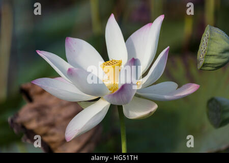 Lotus flower and seed pod, Nelumbo nucifera, in the Georgetown Botanical Gardens, Georgetown, Guyana.  The lotus flower comes originally from India an Stock Photo