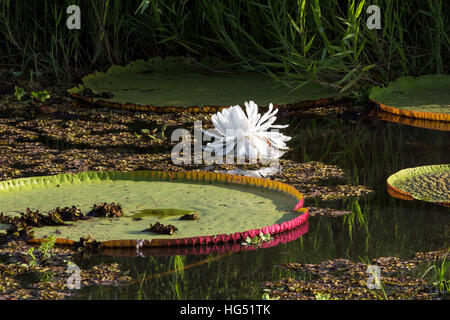 The Giant Water Lily or Queen Victoria's Water Lily, Victoria amazonica, is the world's largest water lily, with lily pads up to 3 meters or 9.8 feet Stock Photo