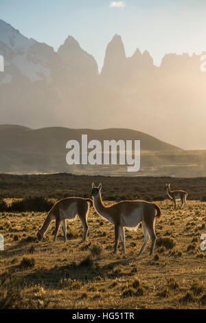 The Guanaco, Lama guanicoe, is a camelid native to the mountainous regions of South America. They are found in the altiplano of Peru, Bolivia and Chil Stock Photo