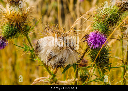 Thistledown on Spear Thistle (Cirsium vulgare) Stock Photo