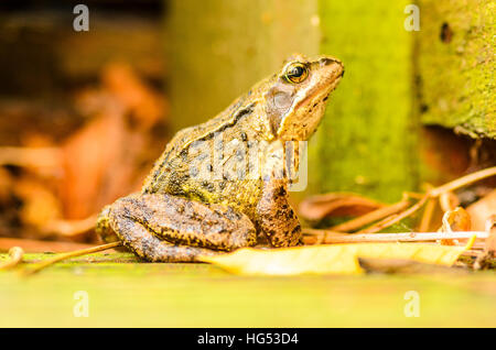 Common frog (Rana temporaria) in a Lancashire garden Stock Photo