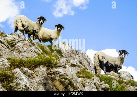 Sheep on outcrop near Attermire Scar above Settle in the Yorkshire Dales National Park England Stock Photo