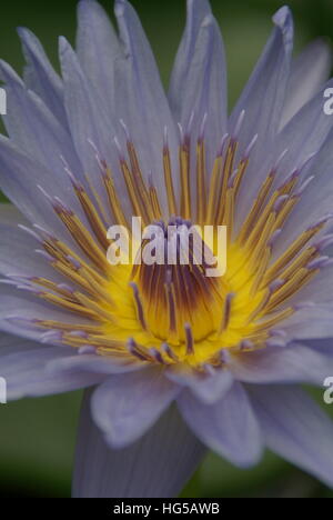 A water lily in a pond up close. Stock Photo