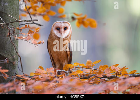 Common Barn Owl Tyto alba Schleiereule Stock Photo