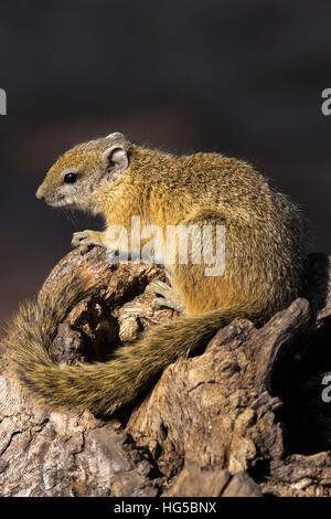 Tree (yellow-footed) squirrel (Paraxerus cepapi), Chobe National Park, Botswana Stock Photo