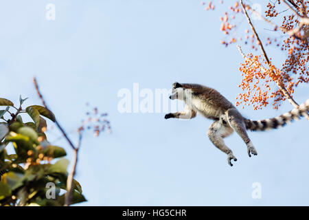 Ring tailed lemurs (Lemur catta) jumping in the trees, Anja Reserve, Ambalavao, central area Stock Photo