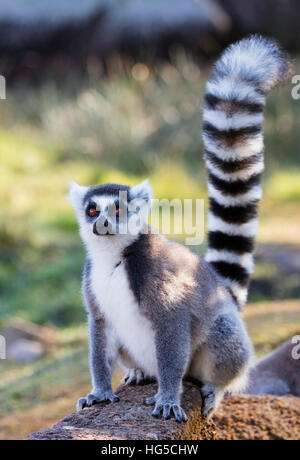 Ring tailed lemurs (Lemur catta), Anja Reserve, Ambalavao, central area Stock Photo