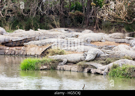 Crocodile Farm, Nile crocodile (Crocodylus niloticus), Antananarivo Stock Photo