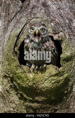 Little owl (Athene noctua), captive, United Kingdom Stock Photo