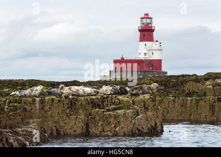 Grey seals (Halichoerus grypus) near Longstone lighthouse, Longstone Rock, Farne Islands, Northumberland, England, UK Stock Photo