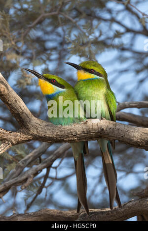 Swallowtailed bee-eater (Merops hirundineus), Kgalagadi Transfrontier Park Stock Photo