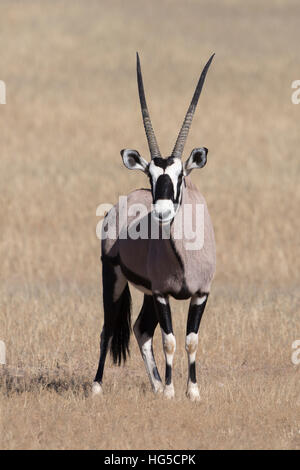 Gemsbok (Oryx gazella), Kgalagadi Transfrontier Park Stock Photo