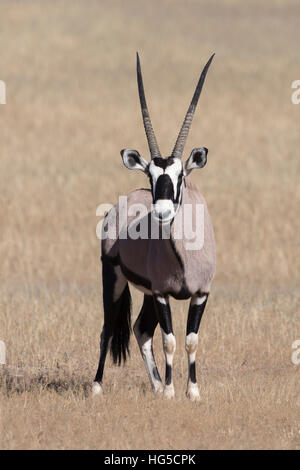 Portrait of a gemsbok, Oryx gazella, looking at the camera. Central ...