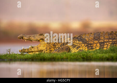 Nile crocodile (Crocodylus niloticus), Zimanga private game reserve Stock Photo