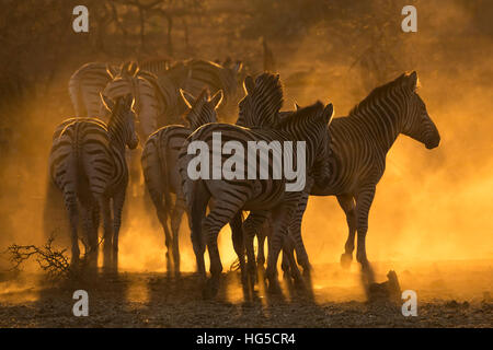 Plains zebra (Equus quagga), Zimanga private game reserve Stock Photo