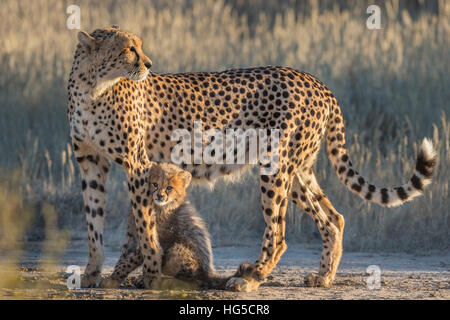Cheetah (Acinonyx jubatus) with cub, Kgalagadi Transfrontier Park, Northern Cape Stock Photo
