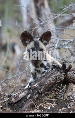 African wild dog pup (Lycaon pictus), Zimanga private game reserve Stock Photo