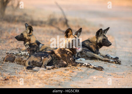 African wild dog (Lycaon pictus) at rest, Kruger National Park Stock Photo