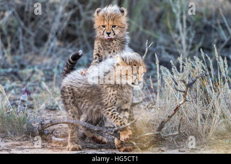 Cheetah (Acinonyx jubatus) cubs, Kgalagadi Transfrontier Park, Northern Cape Stock Photo