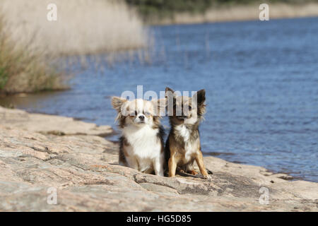 Dog Chihuahua longhair two adults different colors on a rock Stock Photo