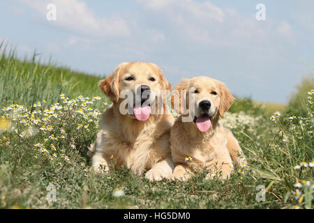 Dog Golden Retriever  two adults lying on the ground Stock Photo