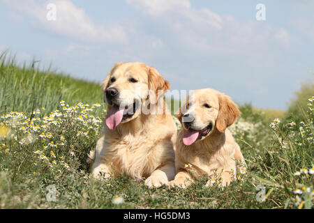 Dog Golden Retriever  two adults lying on the ground Stock Photo