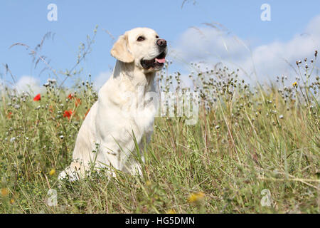 Dog Golden Retriever adult sitting in a meadow Stock Photo