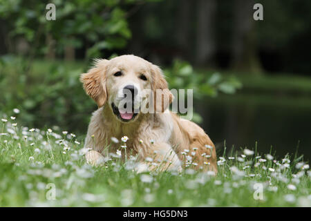 Dog Golden Retriever adult lying in a meadow Stock Photo
