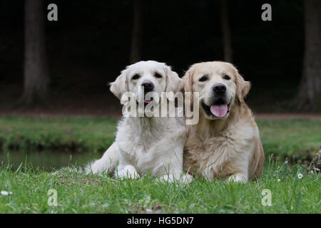 Dog Golden Retriever  two adults lying on the ground Stock Photo